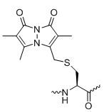 Bio-Synthesis Inc. Oligo Structure